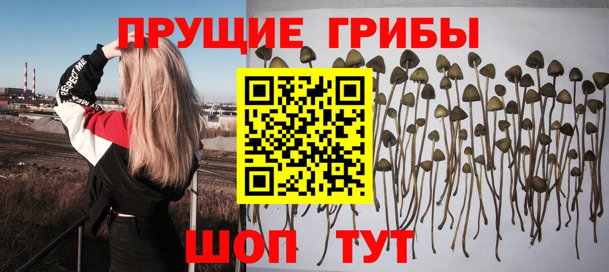 Галлюциногенные грибы Magic Shrooms  Галлюциногенные грибы мицелий  Вход с VPN  Тейково 